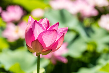 ピンクの蓮の花