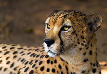 This macro portrait image shows a confident wild African cheetah looking forward with a piercing...