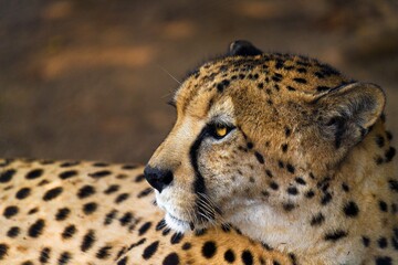 This macro portrait image shows the side view of a majestic wild African cheetah looking over it's shoulder. © Gypsy Picture Show
