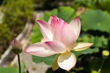 Fototapeta premium 蓮の花