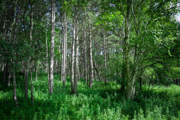 Fototapeta na wymiar Trees standing tall throughout the forest