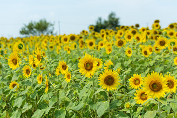 Fototapeta premium 全員集合