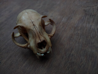 Cat skull and teeth