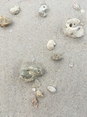 shell on the beach