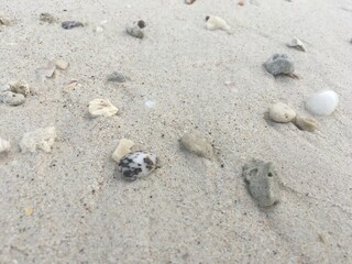 shell on the beach