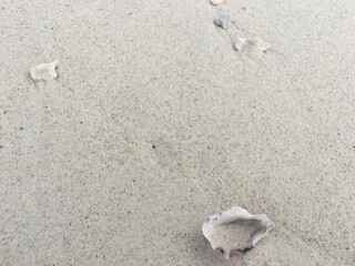 shell on the sand