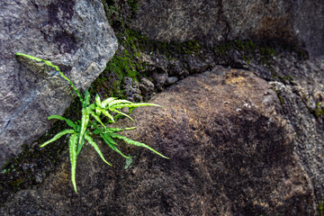 岩に生えているシダ植物　The ferns growing on the rock