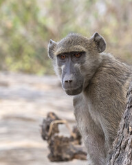 vervet monkey 