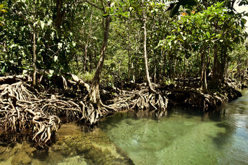 Rainforests with water from underground,Tha Pom, krabi, Thailan