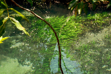 Rainforests with water from underground,Tha Pom, krabi, Thailand