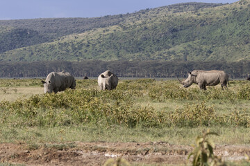 Naklejka na ściany i meble White Rhino 3 standing in the long grass