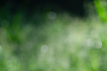 Abstract background of light bokeh blur On green background
