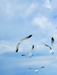 Seagulls scavenging for food above a beach. Rats with wings. Sunny blue sky.