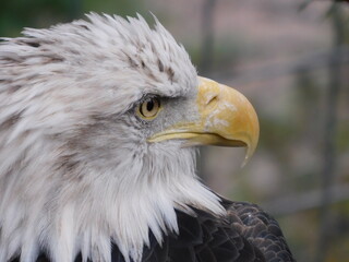 Bald Eagle in Colorado Zoo