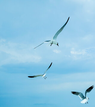 Seagulls scavenging for food above a beach. Rats with wings. Sunny blue sky.