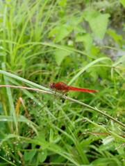 Beautiful red color dragonfly on a grass