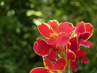 Closeup shot of beautiful oleander flowers on a blurred background