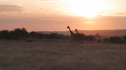 Naklejka na ściany i meble wide shot of two giraffe walking at sunset in masai mara