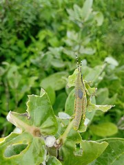 grasshopper on a leaf