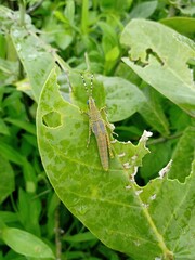 grasshopper closeup hd photo