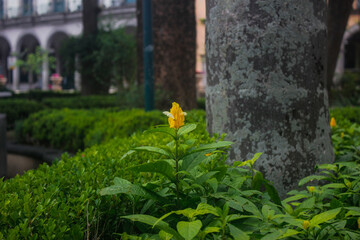 Parque florido