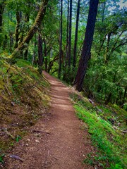 Fototapeta premium path in the woods