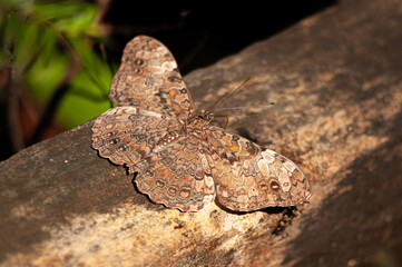 Brown butterfly resting on a background