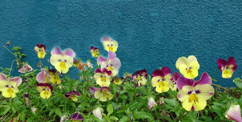 yellow and purple pansies on a turquoise background, copy spase