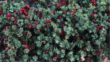 Red Dwarf Bottlebrush hedging plant. Callistemon citrinus