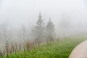 Forest path in fog.
