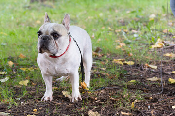 Portrait of a white-gray French Bulldog with a collar and leash against a background of yellow leaves and green grass