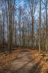 Forest in winter time
