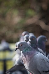 pigeon in the park