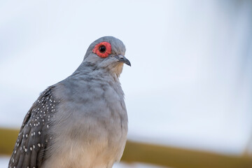 Red diamond dove