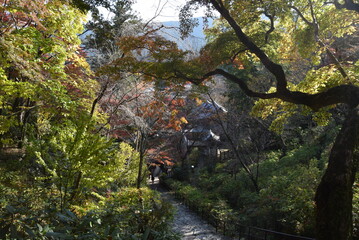 長谷寺植物
