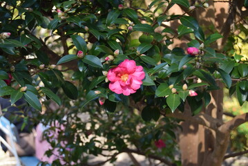 長谷寺植物