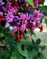 Obraz premium Branch with spring wild flowers. natural background.