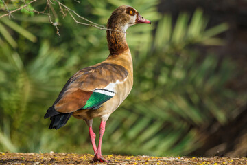 Egyptian goose bird