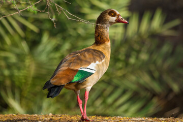 Egyptian goose bird