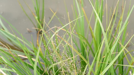 grass and water
