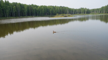 ducks in the lake