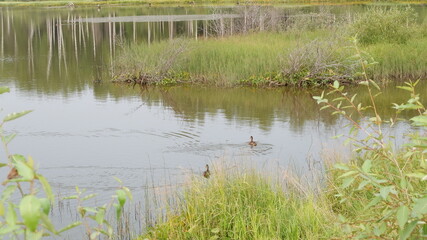 ducks in the lake
