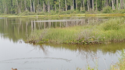 Obraz premium lake in the forest