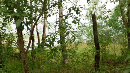 trees in the woods