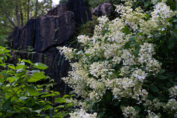 Chickweeds growing in a park in NYC