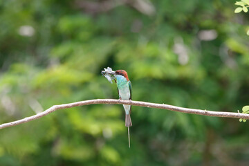 Blue-throated Bee-eater (Merops viridis) has crown and mantle dark mahogany, chin, throat and cheeks blue and lower scapulars green is perching on a small branch.