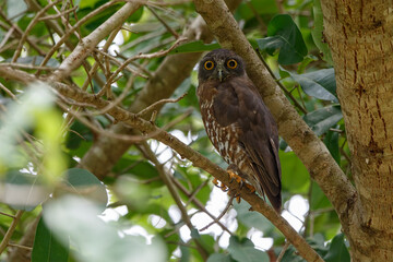 Brown Hawk Owl perch on the tree in nature.