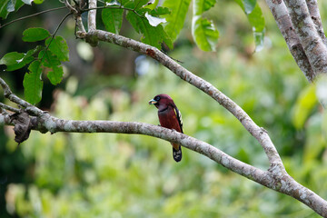Banded Broadbill (Eurylaimus javanicus) perch on tree