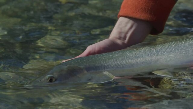 Man releasing bull trout into a river after being caught in slow motion 4k Footage