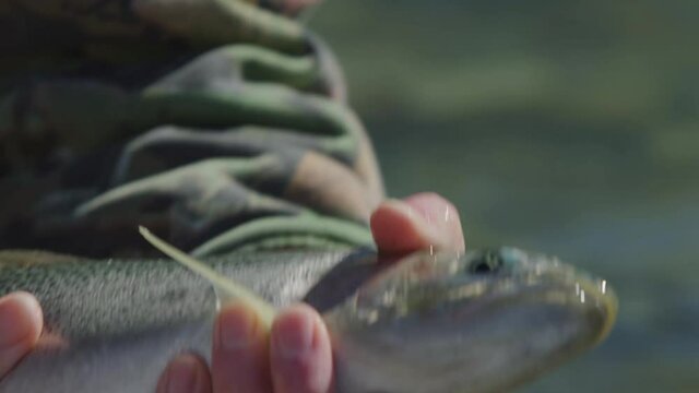 Man taking hook out of Rainbow trouts mouth in slow motion 4k Footage